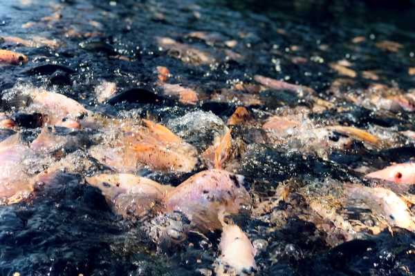 Improving the resilience of aquatic food systems from genetic, climate change, gender, nutrition and socio-economic perspectives.